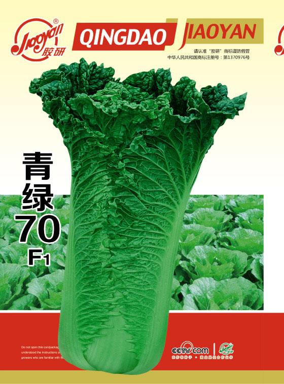 青绿70F1——秋播白菜